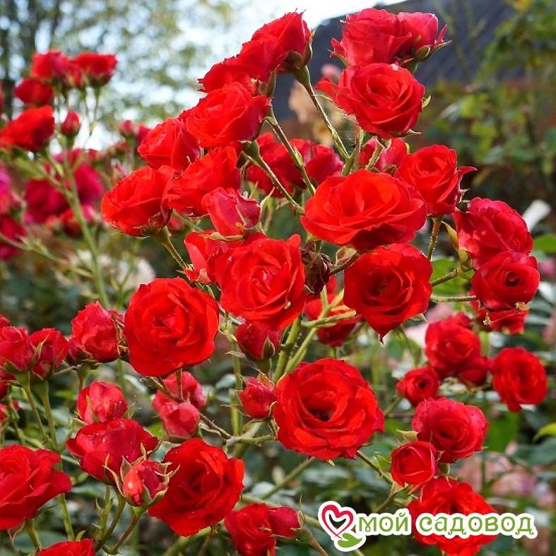 Роза Скарлет Мейяндекор