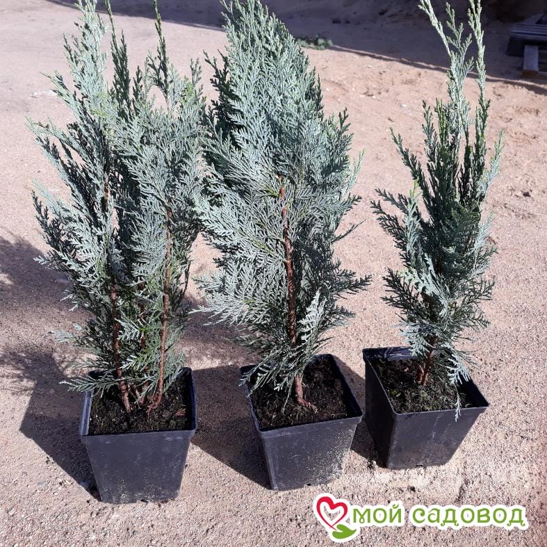 Кипарисовик лавсона Колумнарис