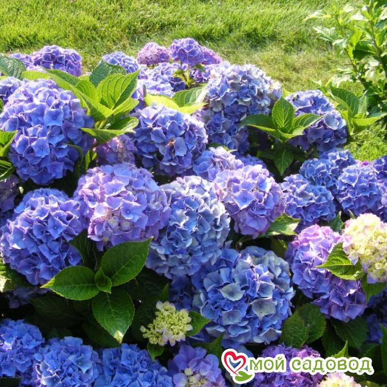 Гортензия крупнолистная Блауэр Цверг ЗКС
