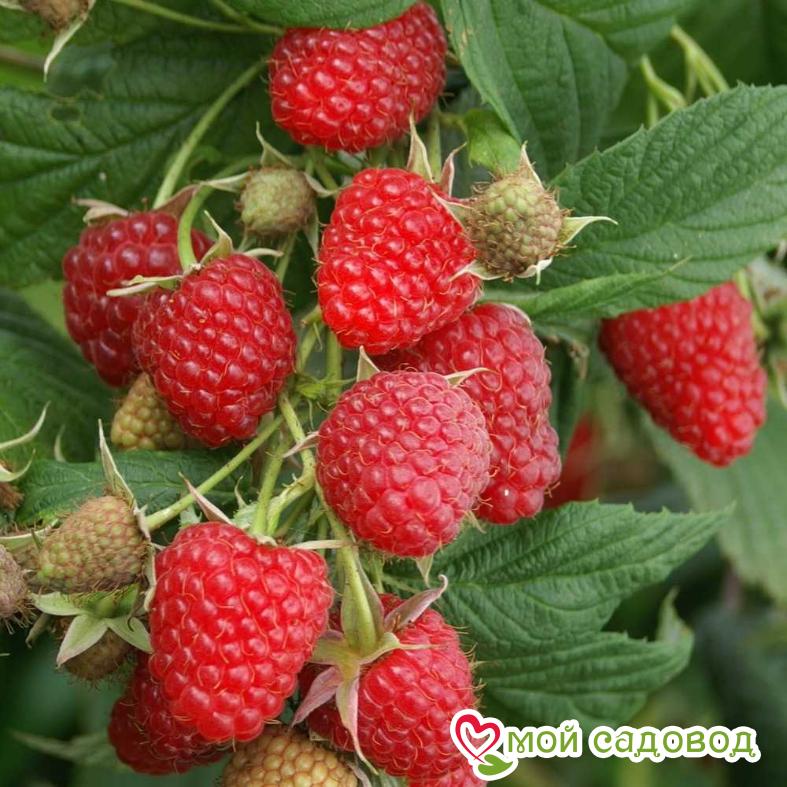 Малина Столешник ЗКС