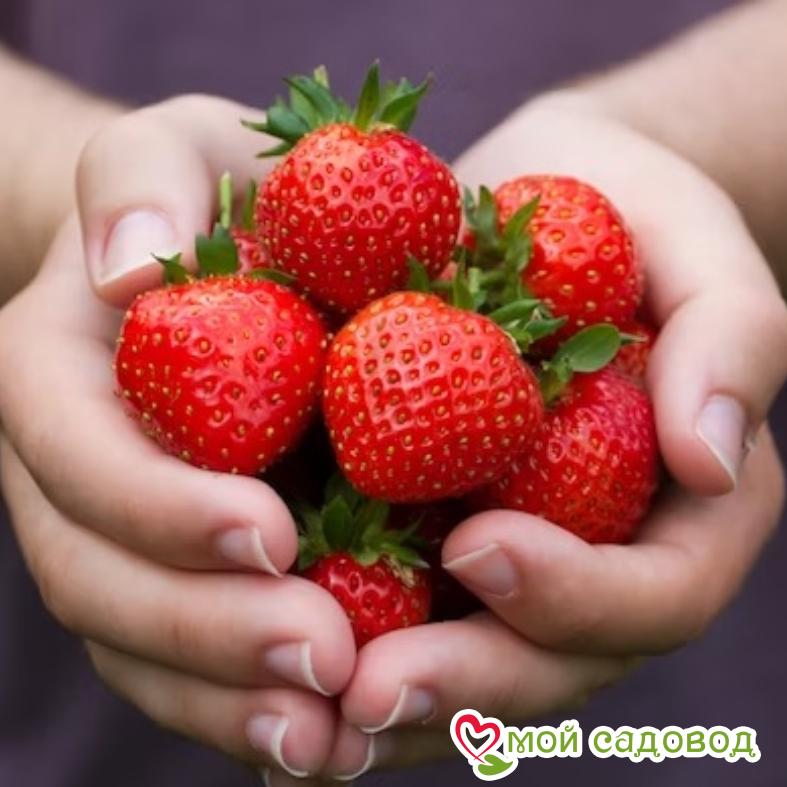 Клубника Диана