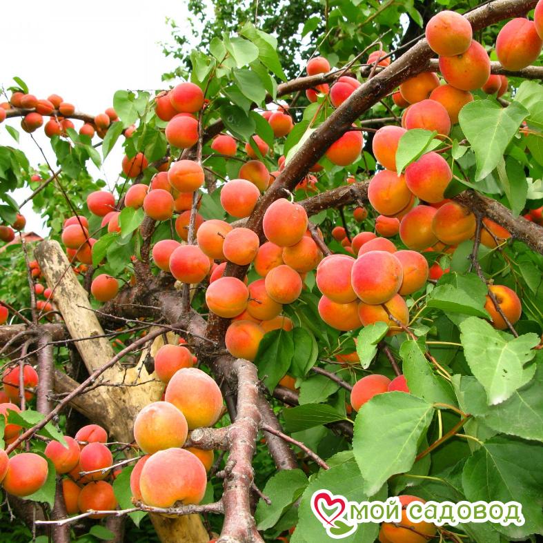 Абрикос Сибиряк