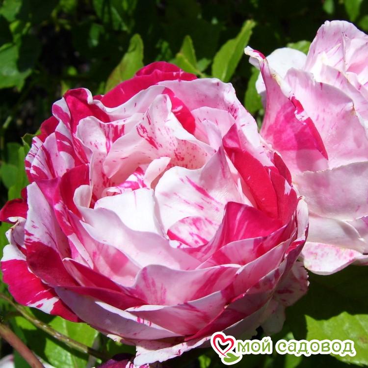 Роза флорибунда Сентиментал